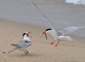 낸터킷 국립 야생 동물 보호구역에서 어미가 새끼에게 모래장어를 가져다주는 모습