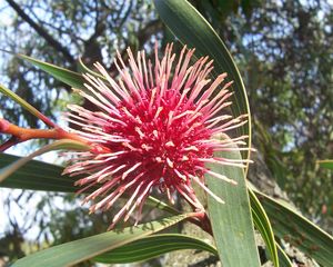 쿠션 헤이키아( Hakea laurina)의 꽃차례와 잎