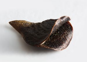 은색 뱅크시아(뱅크시아 마르기나타)의 종자 분리기로 날개 달린 종자가 여전히 서로 붙어 있음