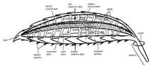 뛰는 거미의 용골이 있는 피침형 비늘의 일반적인 구조