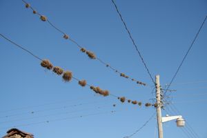 볼리비아의 전화선에서 자라는 파인애플과 식물