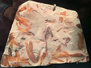 Glossopteris sp. 후기 페름기, 오스트레일리아. 로열 티렐 고생물학 박물관 소장.