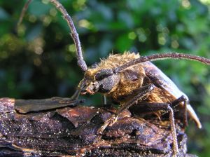 후후딱정벌레(Huhu beetle)