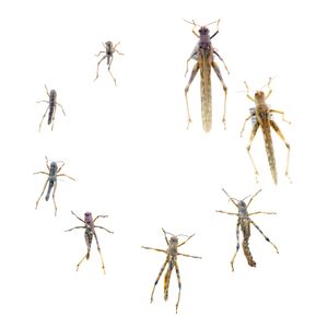 메뚜기의 불완전 변태 과정. 각기 다른 탈피 단계의 약충들이 보인다. 가장 큰 표본은 성충이다.