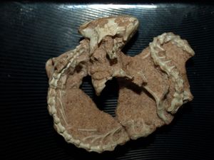 Slavoia darevskii의 홀로타입 표본, 화석 비늘목