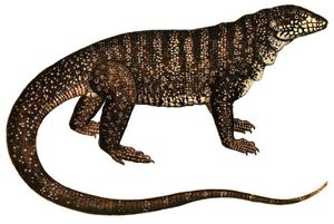 테이우과(Teiidae)