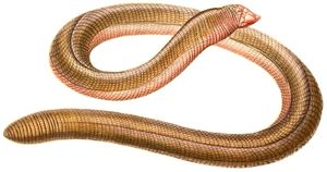 미미즈도마뱀과