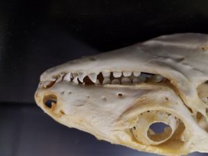 붉은 테구 (Tupinambis rufescens) 두개골, 다양한 유형의 이빨을 보여줌