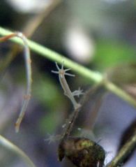 완전재생을 할 수 있는 히드라