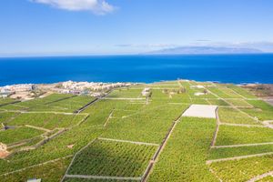 서부 해안선(기아 드 이소라)의 바나나 농장
