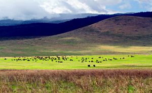 분화구 내부에서 바라본 응고롱고로