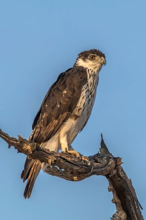 아프리카 검독수리(African hawk eagle)와 같이 크기가 중간 정도인 독수리들에서도 강인한 자세와 발톱이 분명하게 나타난다.