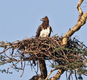 탄자니아의 둥지에 있는 Martial eagle.