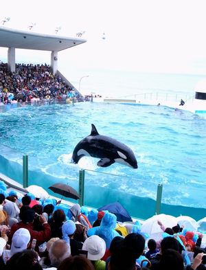 가모가와 시월드는 일본 최초로 범고래 사육을 시작한 수족관이었다.