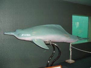 1970년 10월부터 가모가와 시월드는 포코(수컷)와 데코(암컷)라는 두 마리의 아마존강 돌고래를 일반에 공개했으며, 이들이 죽은 후에는 플라스틱 표본을 만들어 전시하고 있다.