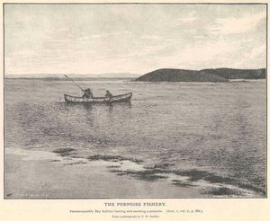 펀디만(Bay of Fundy)에서 전통적인 작살 어업으로 잡는 항구돌고래