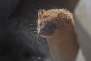 팡골라카 야생동물 보호구역에서 겨울털을 입은 사향족제비