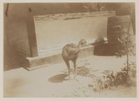 1899년~1900년 인도네시아와 뉴기니에서 진행된 시보가 탐험 당시 애완용으로 기르던 화식조