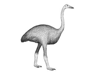 Mullerornis modestus