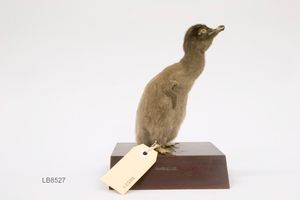 오클랜드 박물관(Auckland Museum)에 있는 아델리펭귄 새끼 박제