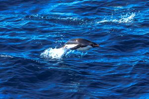 돌고래처럼 수면을 박차고 뛰어오르는 아델리펭귄