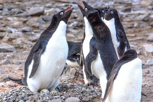 둥지를 튼 아델리펭귄 무리