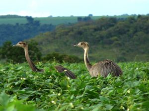 Rhea americana americana