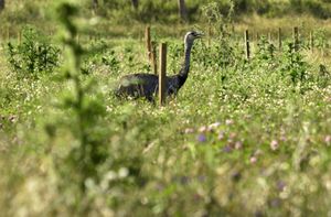 Rhea americana intermedia