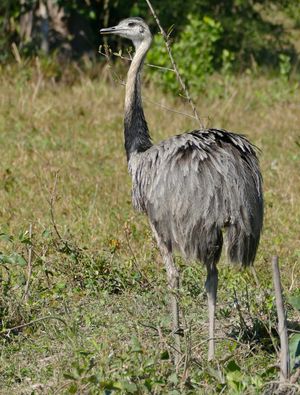Rhea americana araneipes