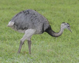 Rhea americana albescens