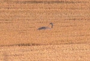 독일 메클렌부르크포어포메른주의 곡물밭에 있는 야생 큰레아. 이 종은 일반적으로 식물을 먹기보다는 이러한 단일경작을 은신처로 이용한다.