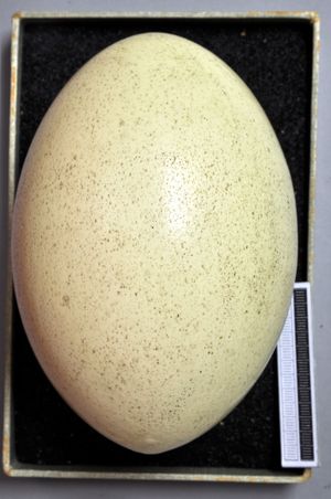 아메리카레아의 알, 독일 비스바덴 박물관 소장