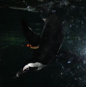 방콕, 태국 시암센터에서 다이빙하는 아프리카펭귄