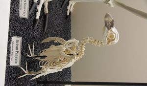 오클라호마주 오클라호마시티, 미국의 골학 박물관에 있는 아프리카펭귄 골격