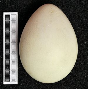 독일 헤세주 비스바덴 박물관 소장 아프리카펭귄 알