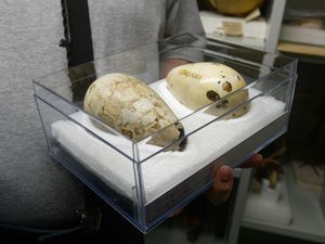 프랑스 국립 자연사 박물관의 알