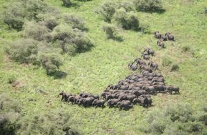 남수단의 사바나