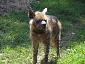 줄무늬하이에나