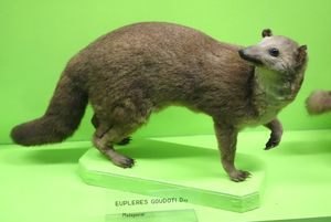 동부팔라누크 박제