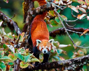 싱갈릴라 국립공원의 레서판다