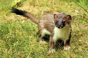 흰족제비(겨울털)