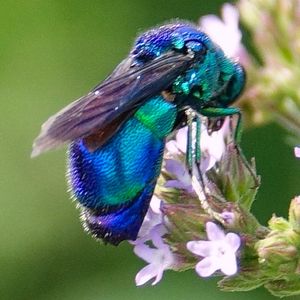 꽃 위에 앉은 청색금록벌