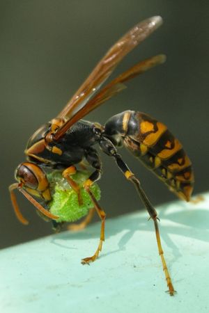 육괴를 만드는 등검장수말벌