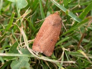 작은 노란색 날개밑무늬밤나방