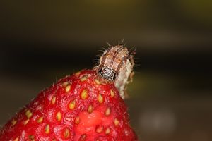 딸기잎을 먹는 아메리카밤나방 애벌레