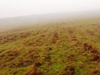 아일랜드의 고사리밭. 언덕 경사면에 보이는 선형 패턴은 과거 경작지의 흔적일 수 있다.