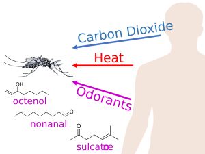여러 단서를 이용하여 숙주를 찾는 흡혈 암컷 모기. 이산화탄소, 체열, 그리고 여러 가지 휘발성 유기 화합물 등이 포함됩니다.