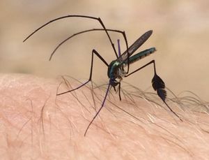 보통모기아과(Culicinae) Sabethini족의 예시 (Sabethes sp.)