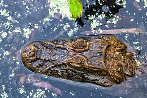 눈, 귀, 콧구멍이 물 위로 나온 큰부리악어의 위에서 본 모습