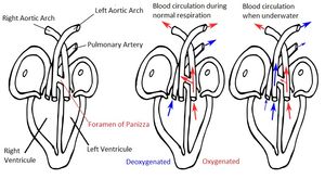 악어의 심장과 순환계 다이어그램